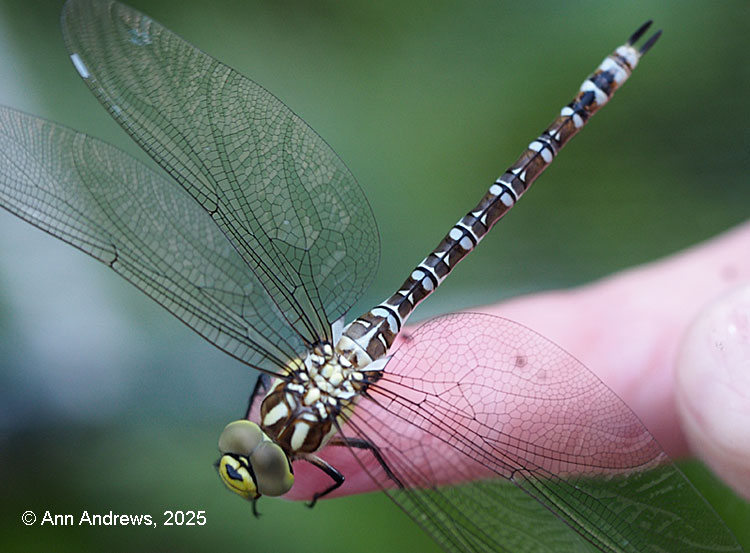 Southern Hawker Dragonfly, Godalming