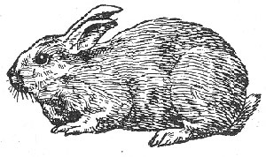 right hand rabbit