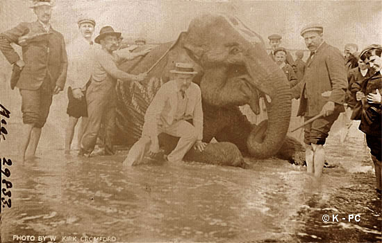 Elephant enjoying the River Derwent